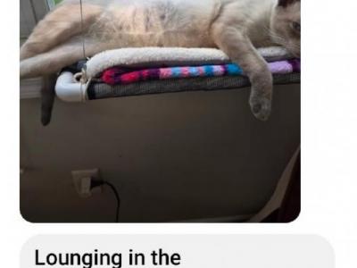 Max - Siamese - Gallery Photo #1