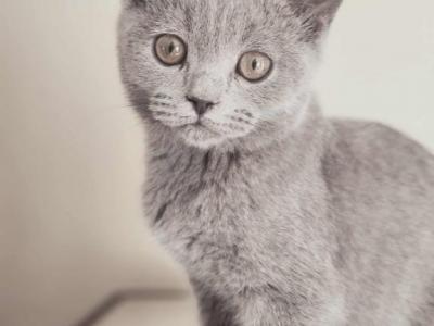 Simon - Scottish Straight - Gallery Photo #1