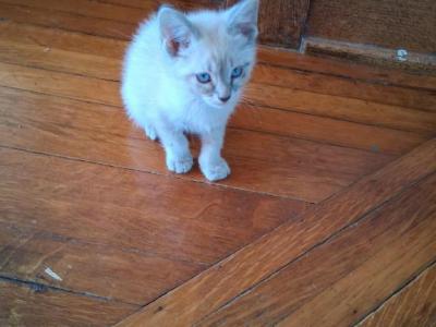 Purcella - Siamese - Gallery Photo #1