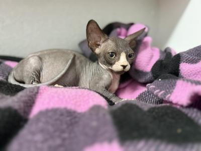 Bambino Female - Bambino - Gallery Photo #1