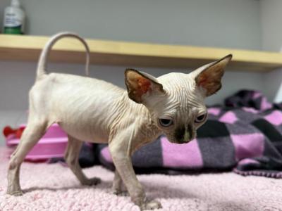 Gray Girl - Sphynx - Gallery Photo #1
