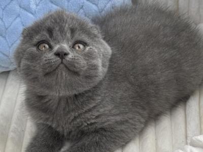 Alex Scottish Fold Male Blue - Scottish Fold - Gallery Photo #1