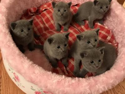 My Russian Blue Litter - Russian Blue - Gallery Photo #1