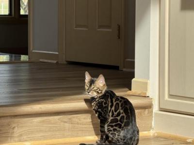 Male Bengal - Bengal - Gallery Photo #1