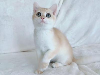 Jax - British Shorthair - Gallery Photo #1