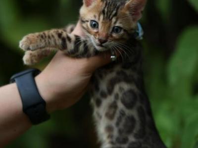 Pepper - Bengal - Gallery Photo #1