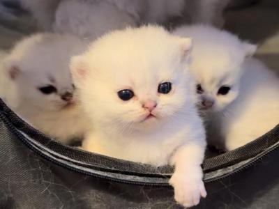 Archie - British Shorthair - Gallery Photo #1