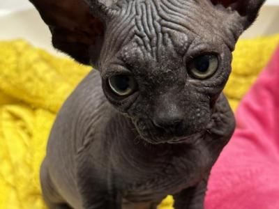 Mishka - Sphynx - Gallery Photo #1