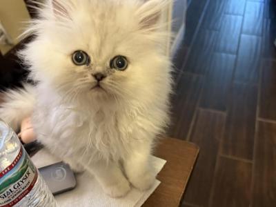 Christmas Persian Kittens - Persian - Gallery Photo #1