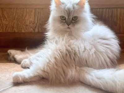 Salem Persians - Persian - Gallery Photo #1