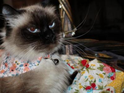 Queenie - Ragdoll - Gallery Photo #1