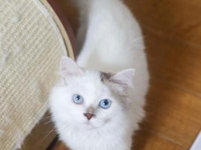 Y O G I E - Scottish Straight - Gallery Photo #1