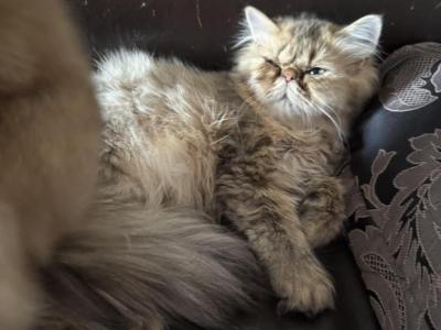 Celestial Newborn - Persian - Gallery Photo #1