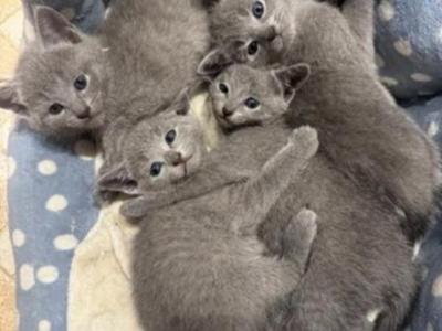 Russian Blue Litter For Sale - Russian Blue - Gallery Photo #1