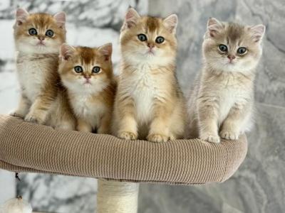 Jack - British Shorthair - Gallery Photo #1