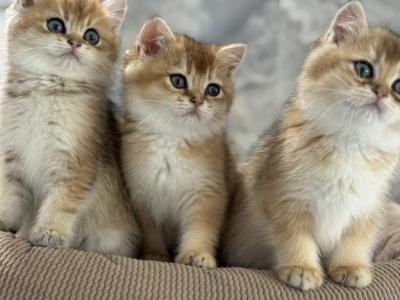 Lucky - British Shorthair - Gallery Photo #1