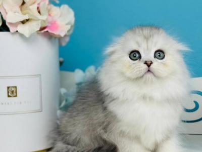 Quick Scottish Fold Male - Scottish Fold - Gallery Photo #1