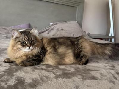 Kookla - Siberian - Gallery Photo #1