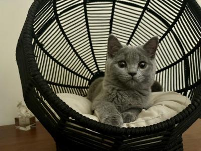 Misty - Scottish Straight - Gallery Photo #1