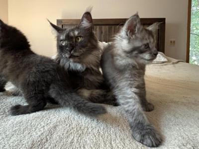 Maine Coons - Maine Coon - Gallery Photo #1