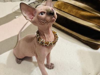 Sphynx Male Kitten - Sphynx - Gallery Photo #1