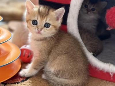 Rosa - British Shorthair - Gallery Photo #1