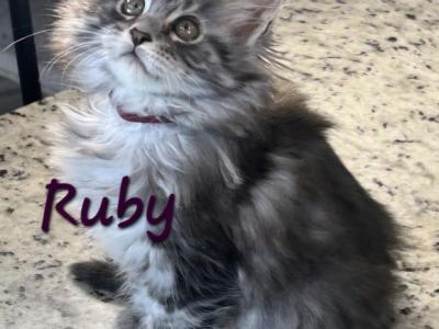 Ruby - Maine Coon - Gallery Photo #1