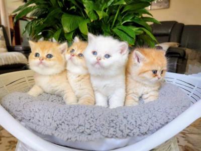 Golden Fluff - British Shorthair - Gallery Photo #1