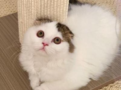 Panda Bear - Scottish Fold - Gallery Photo #1