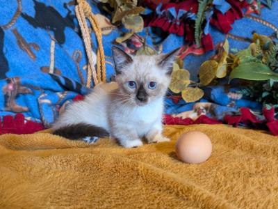 Future Munchkin Kittens - Munchkin - Gallery Photo #1