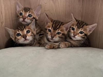 Z Litter - Bengal - Gallery Photo #1