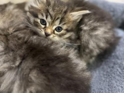 Moussyy - Siberian - Gallery Photo #1