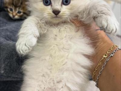 Axel - Siberian - Gallery Photo #1