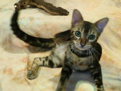 READY Female Brown Marble Bengal Kitten - Bengal - Gallery Photo #1