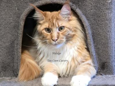 Hidalgo - Maine Coon - Gallery Photo #1