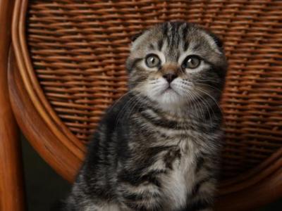 Donna - Scottish Fold - Gallery Photo #1