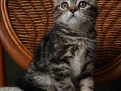 Donna - Scottish Fold - Gallery Photo #1