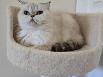 JASMINE - Scottish Fold - Gallery Photo #1