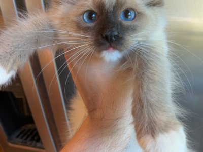 Ricky Seal Mitted - Ragdoll - Gallery Photo #1