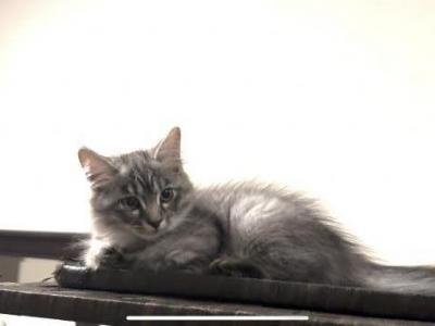 Pearl - Siberian - Gallery Photo #1