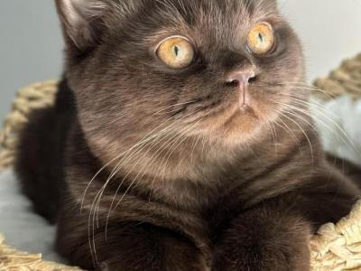 Louis - British Shorthair - Gallery Photo #1