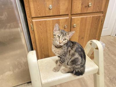 Rare Pixiebob Female - Pixie-Bob - Gallery Photo #1