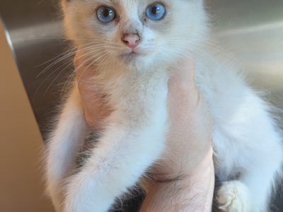 Toby Lilac Bicolor - Ragdoll - Gallery Photo #1