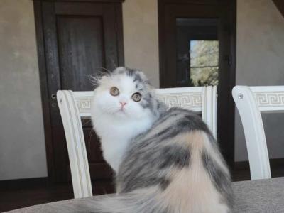 Konfetka - Scottish Fold - Gallery Photo #1