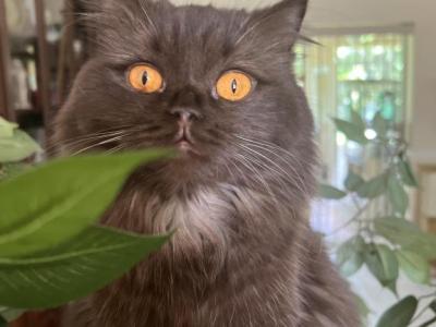 Coco - British Shorthair - Gallery Photo #1