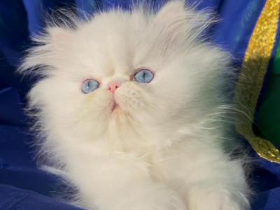 Beautiful Dollface All White Blue Eyes Male - Persian - Gallery Photo #1
