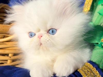 Beautiful Dollface All White Blue Eyes Male - Persian - Gallery Photo #1