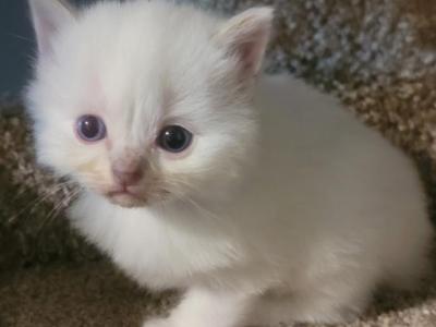 Traditional Litter - Ragdoll - Gallery Photo #1