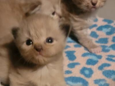 Mink Litter - Ragdoll - Gallery Photo #1