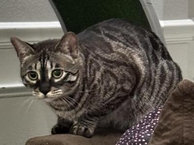 Asher - Bengal - Gallery Photo #1